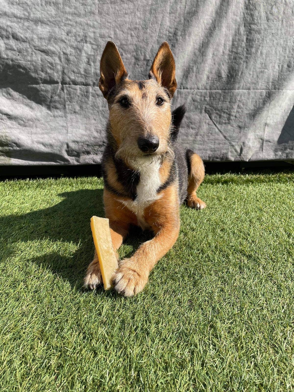 K2 Yak Chews TURMERIC Flavour Medium