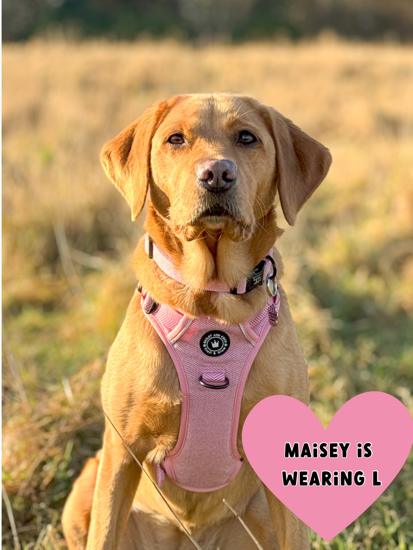 Trail & Glow® No Pull Dog Harness – Bubblegum Pink Tweed (Reflective, Adjustable, Easy-Fit)
