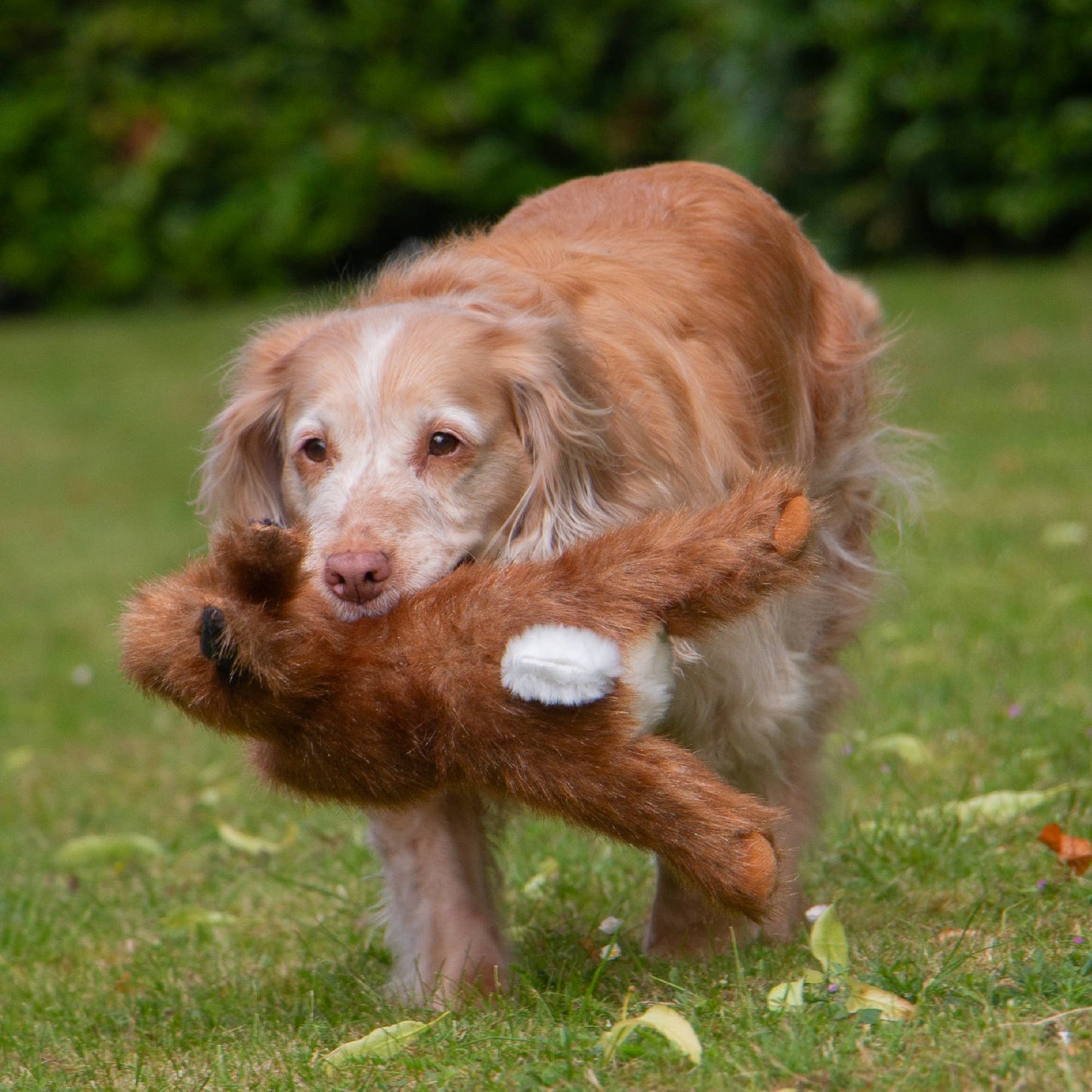 Ancol Heritage Collection Hare Like Dog Toy - Hairy Dogs (Cambs) Ltd