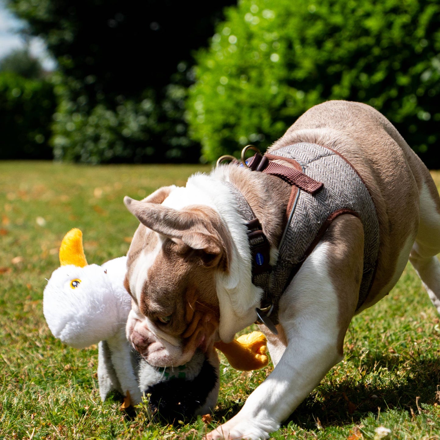 Dog playing with a toy duck on grass
