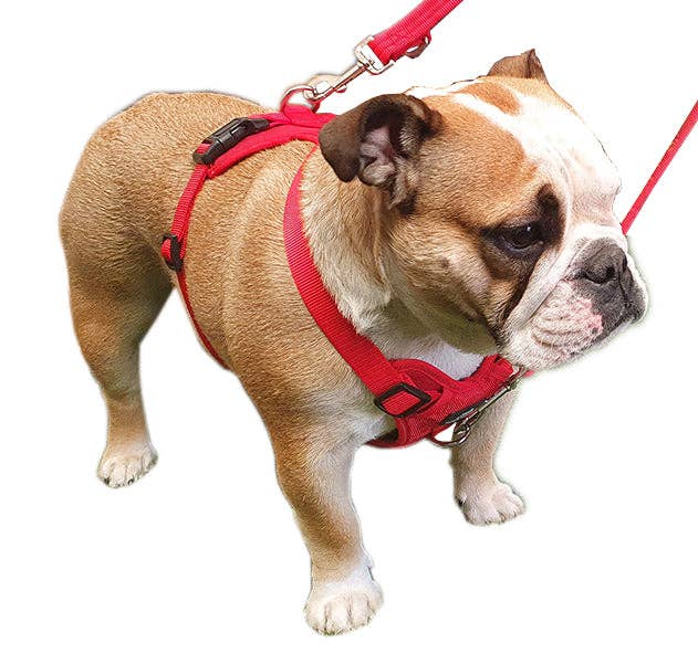 Miro & Makauri Adventurer, Training Body Dog Harness