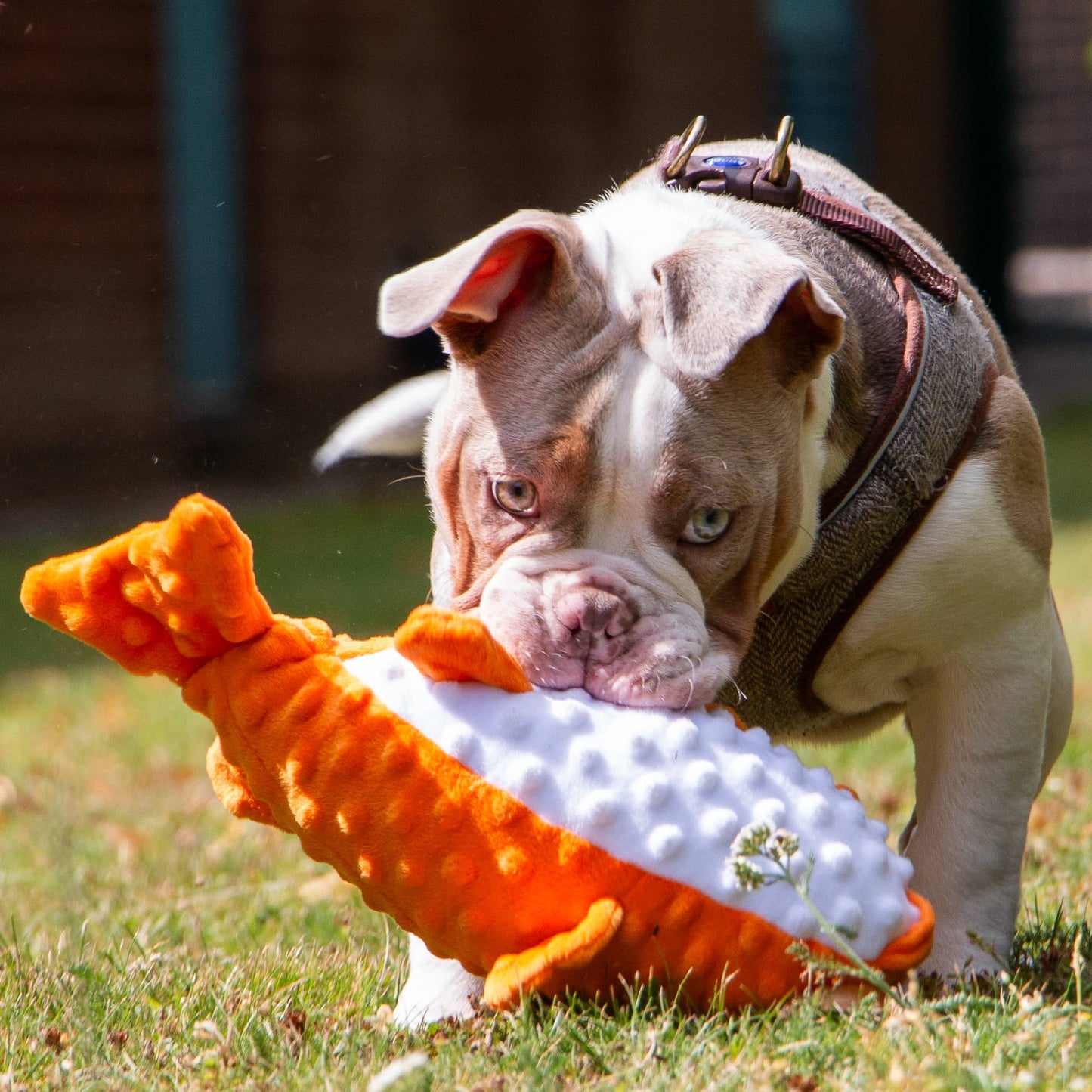 Dog playing with an orange and white toy outdoors