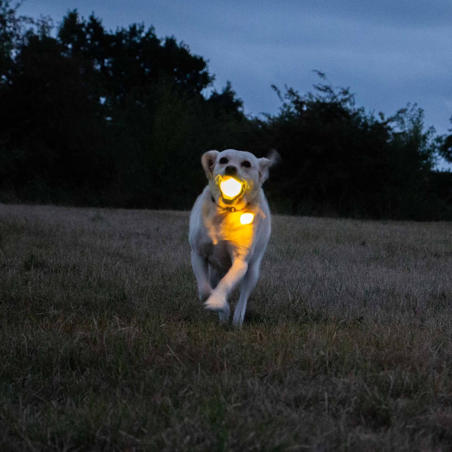 Ancol Rechargeable LED Dog Ball