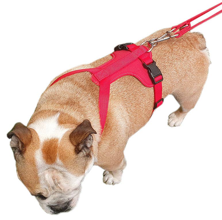 Miro & Makauri Adventurer, Training Body Dog Harness