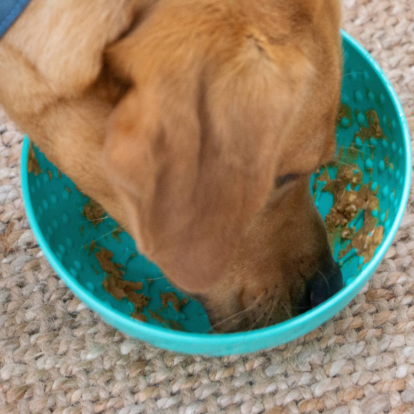 Dog using ÖRVA Wobble Bowl for treat licking and slow feeding.