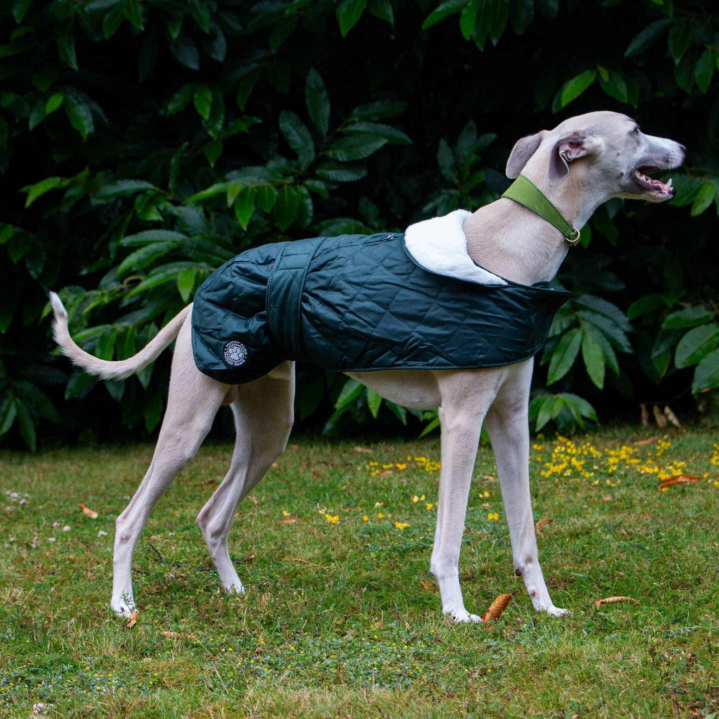 Quilted Hound Coat - Hairy Dogs (Cambs) Ltd