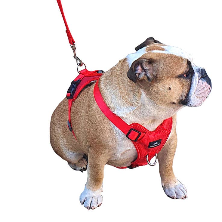 Miro & Makauri Adventurer, Training Body Dog Harness