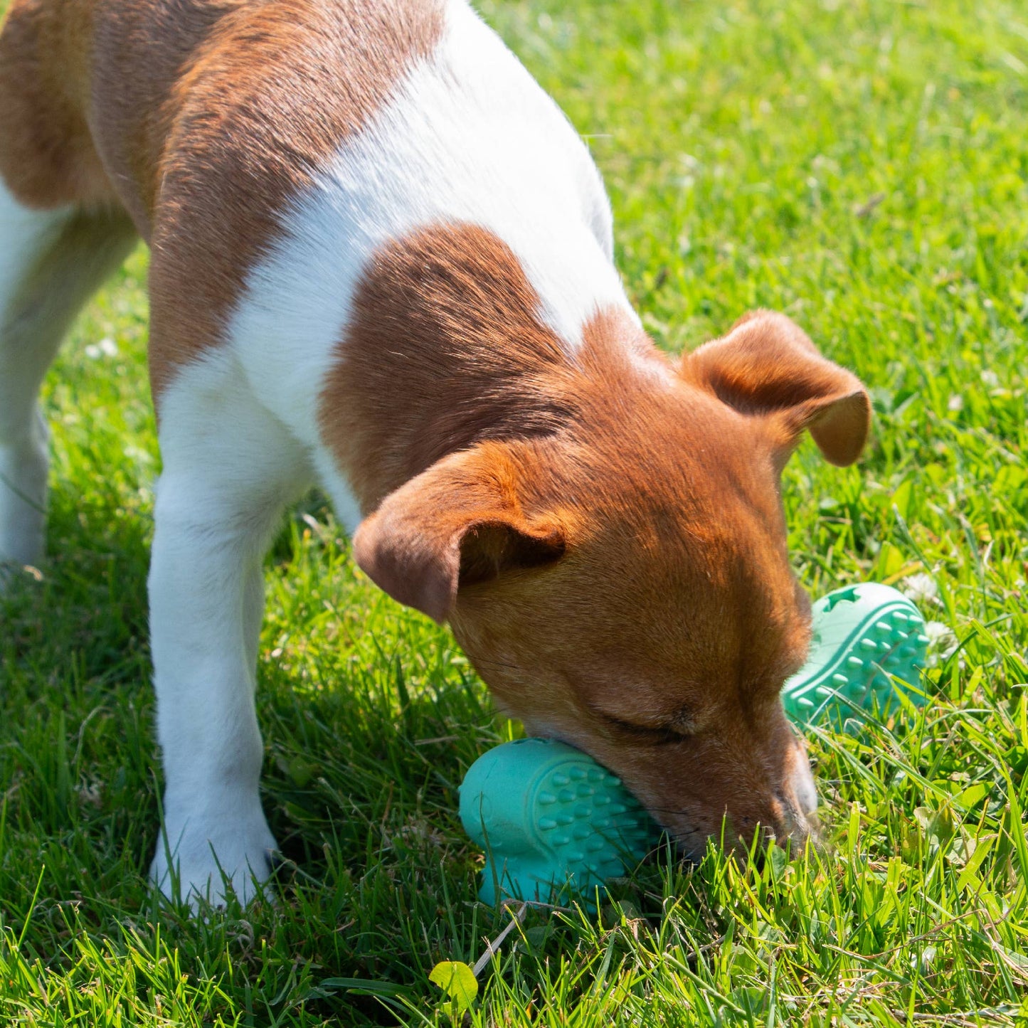 Dog playing with a green rubber toy on grass