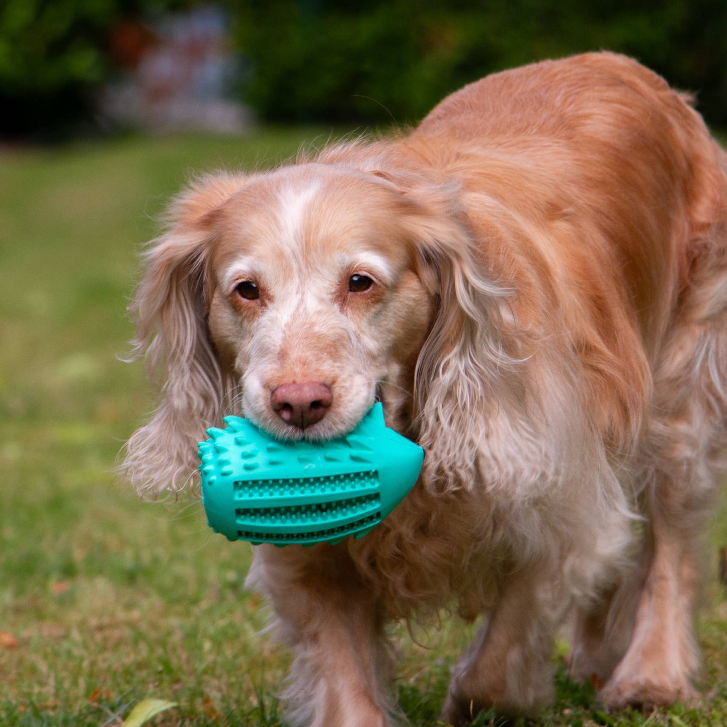Dog holding an ÖRVA Tuff Stuff Hedgehog treat-dispensing dog toy