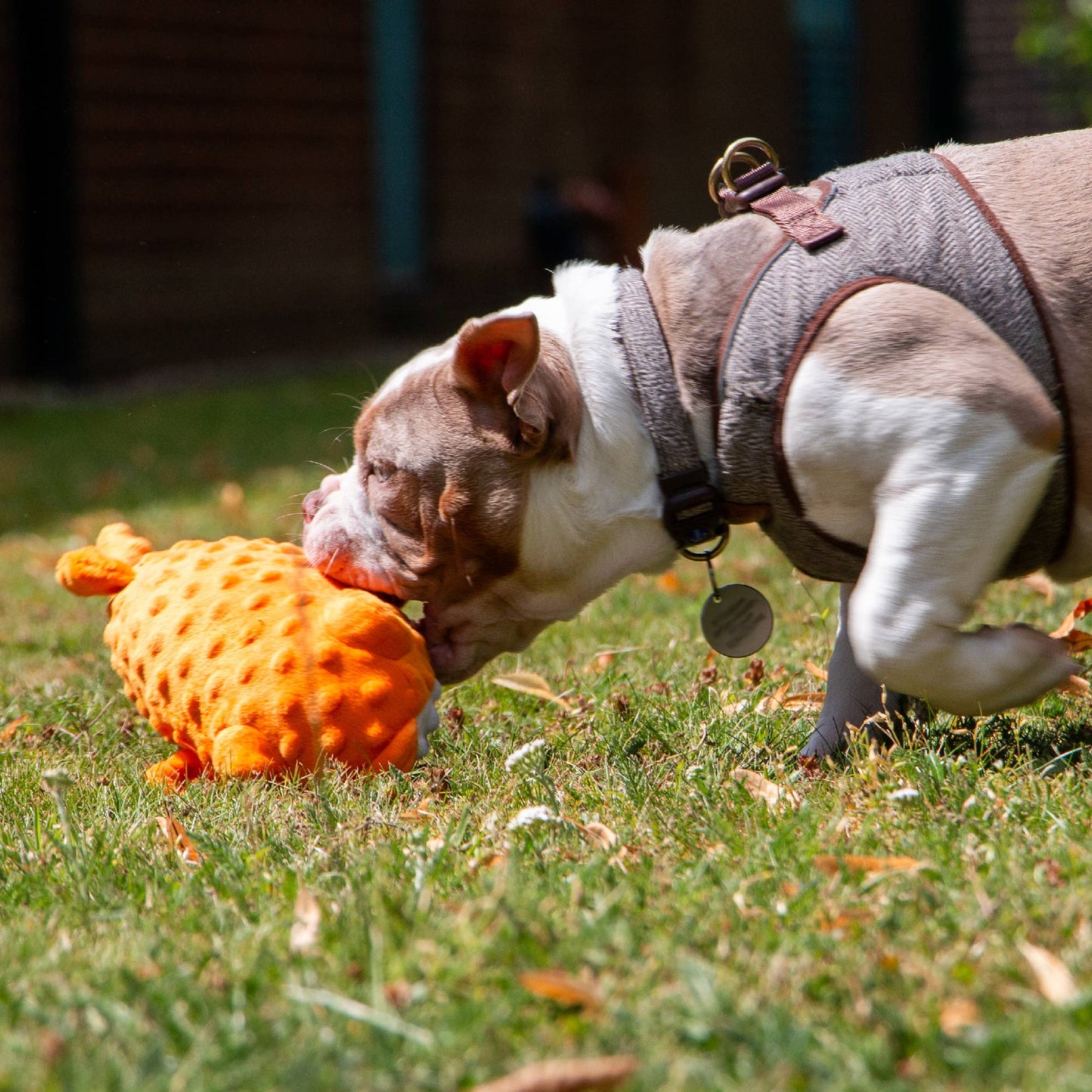 Dog playing with an orange toy on a grassy area