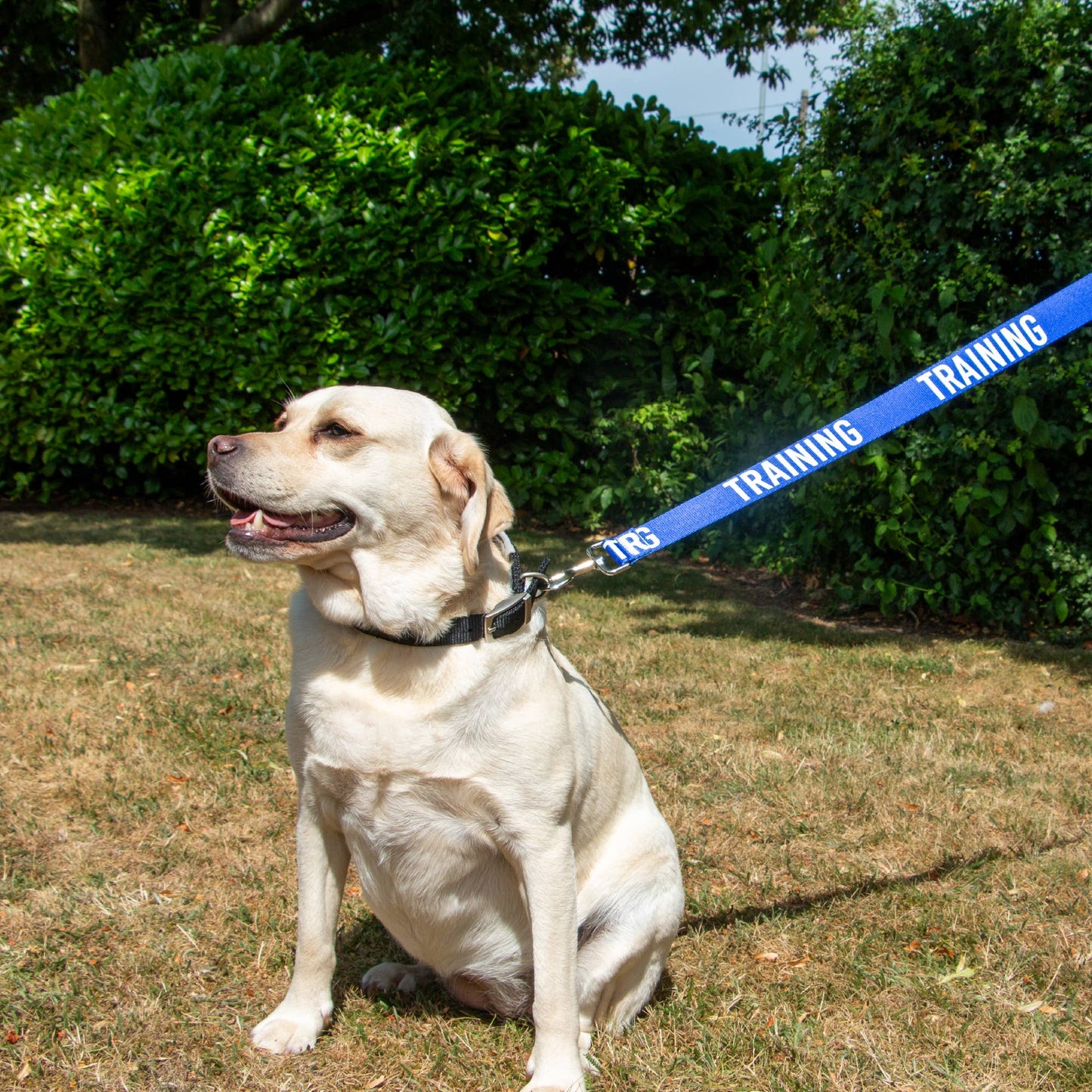 Ancol Awareness Dog Lead 1.5 m – Training & Safety Lead (Caution / Nervous Designs) - Hairy Dogs (Cambs) Ltd