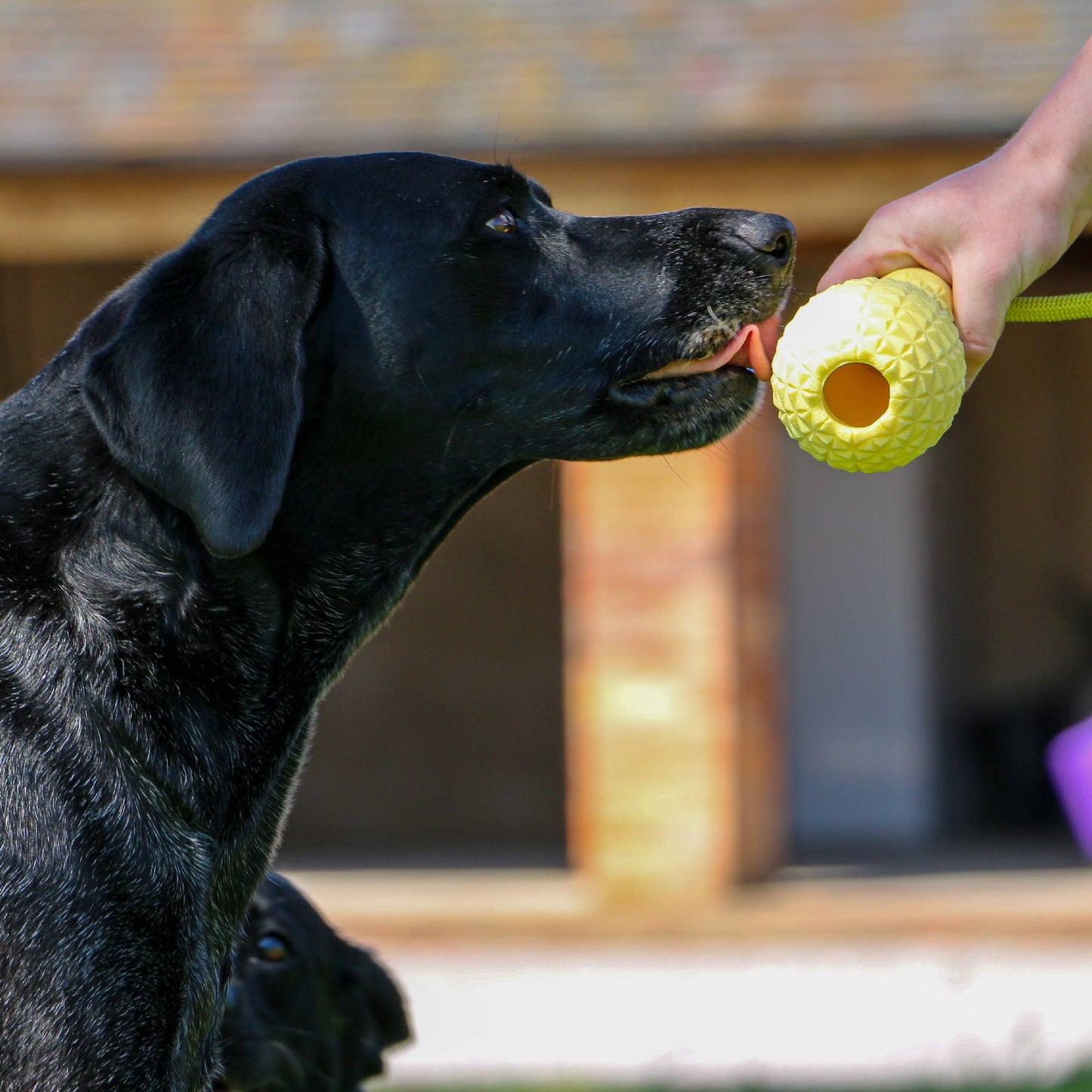 Black dog playing with an Ancol Örva enrichment toy designed to reduce boredom and anxiety