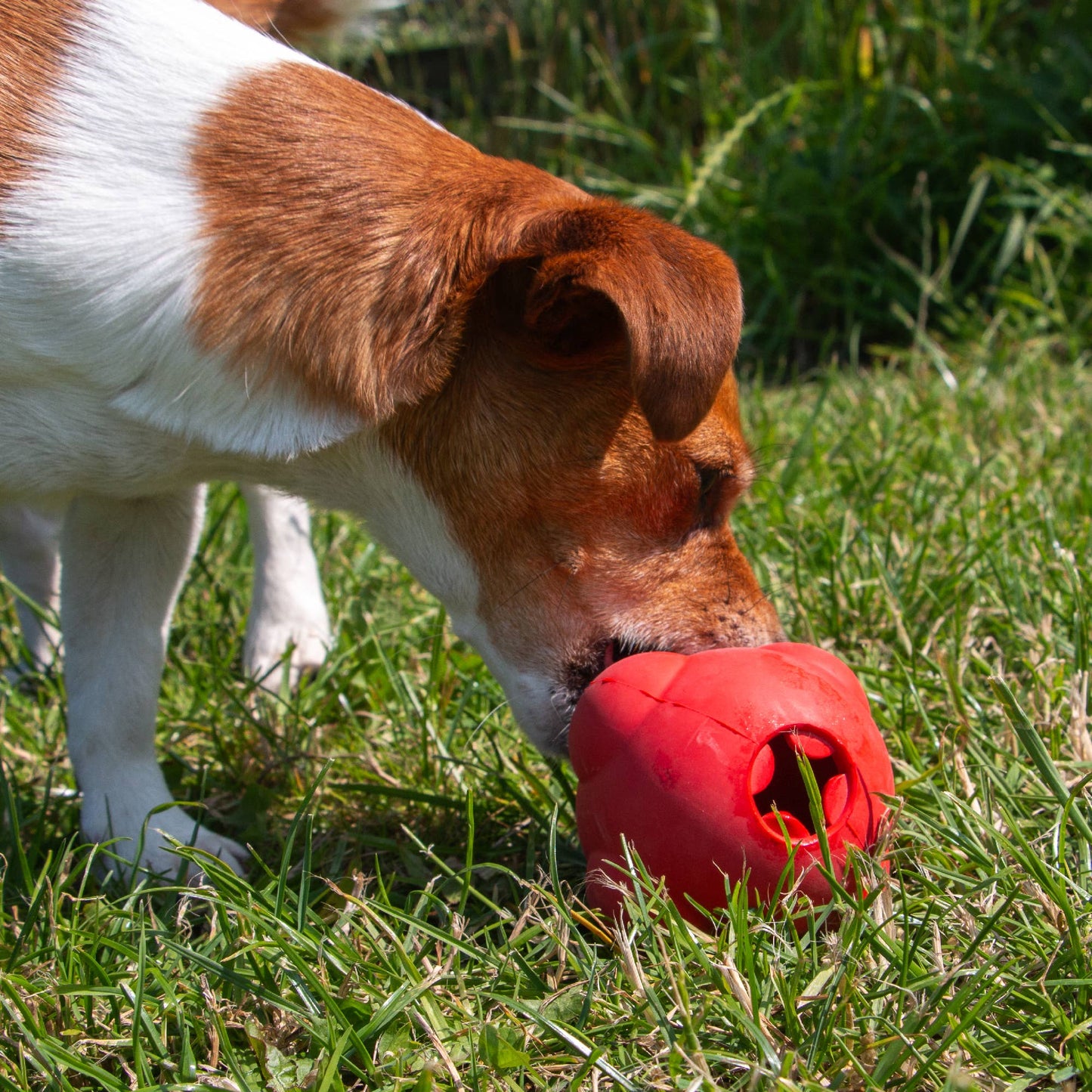 Dog playing with a red ball on grass
