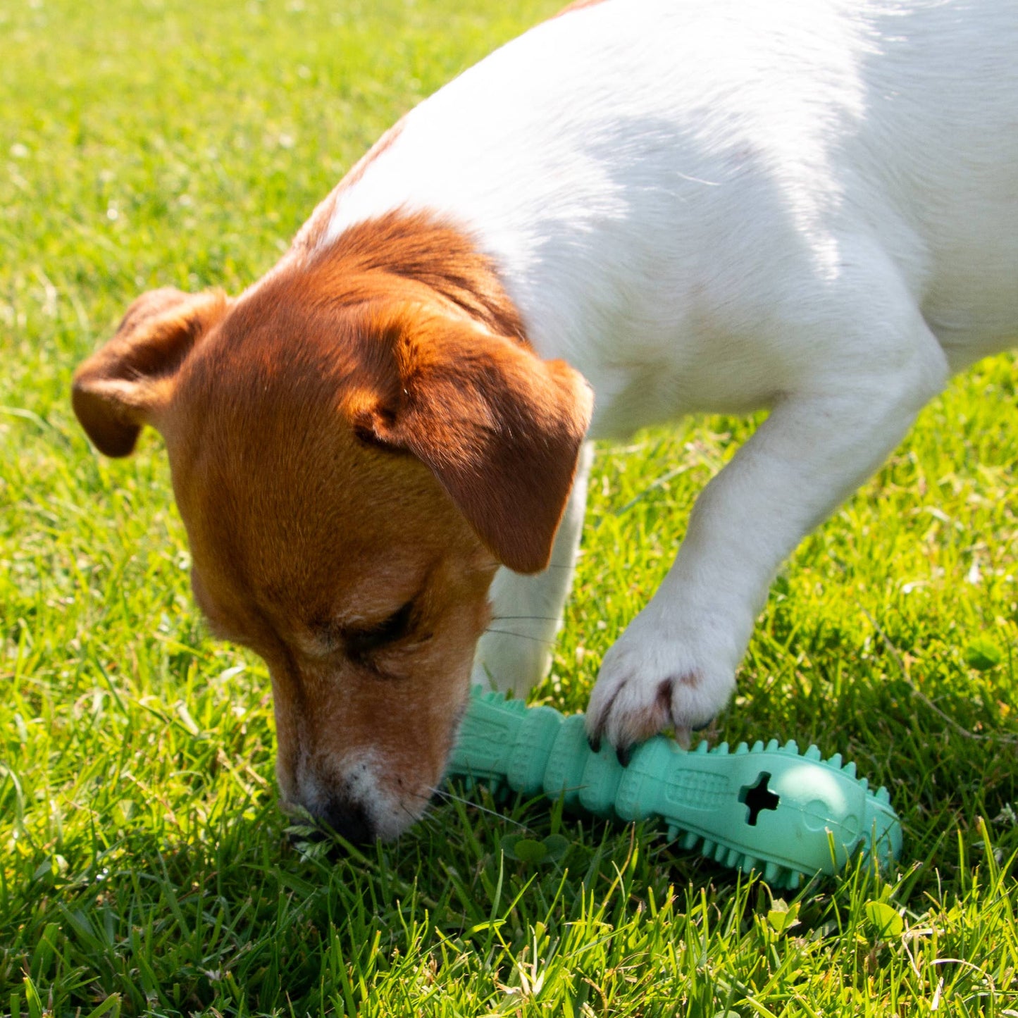 Dog playing with a green rubber toy on grass