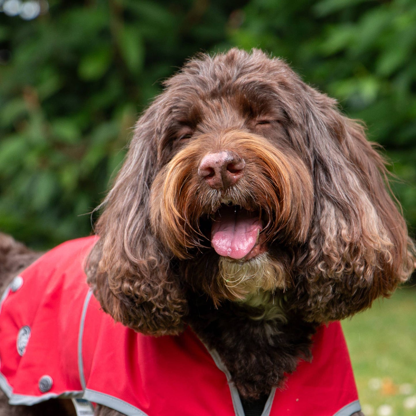 Ancol Stormguard Soft Shell dog coat in Bordeaux — worn on dog