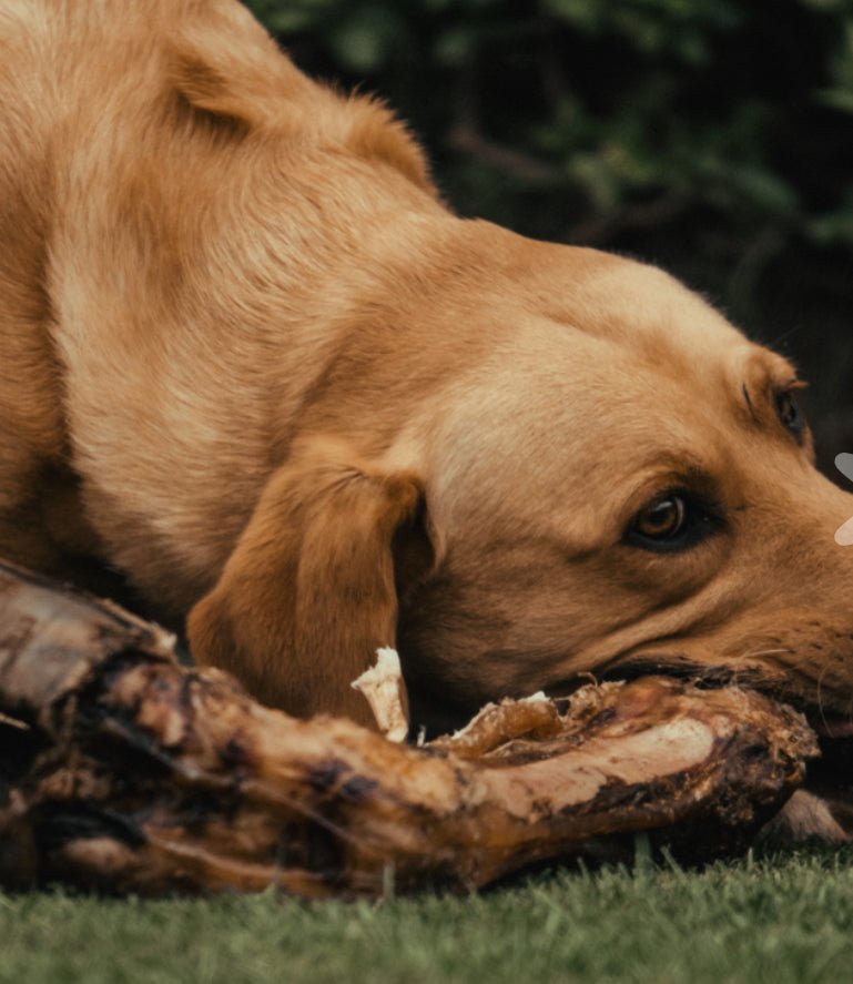 Anco Giant Cow Leg – Long-Lasting Natural Dog Chew for Super Chewers.