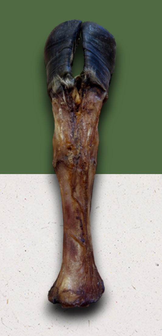 Anco Giant Cow Leg – Long-Lasting Natural Dog Chew for Super Chewers