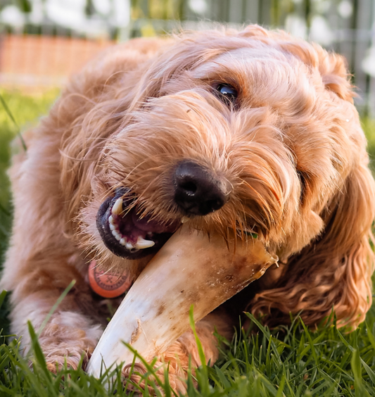 Empty Cow Horn Dog Chew – Long-Lasting Natural Treat