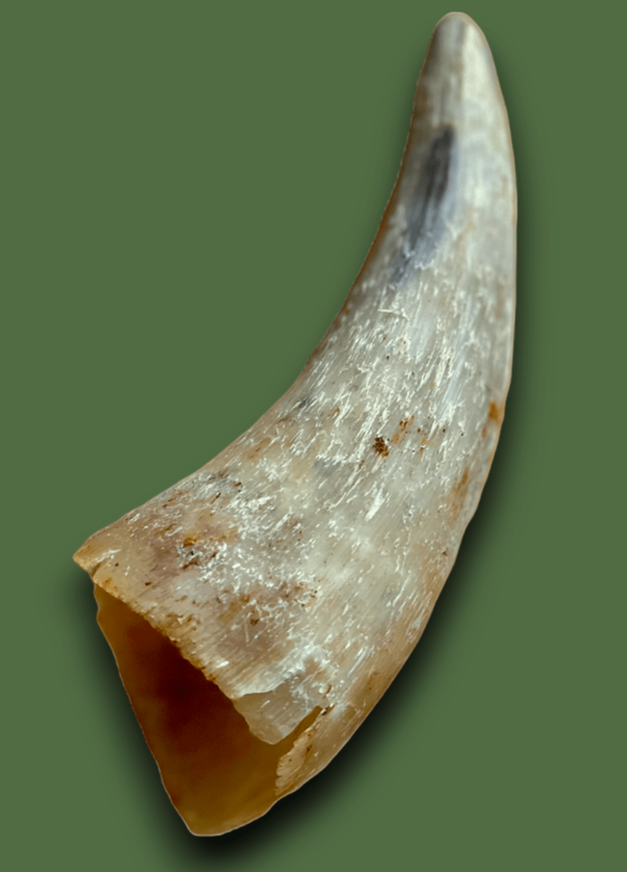 Empty Cow Horn Dog Chew – Long-Lasting Natural Treat.