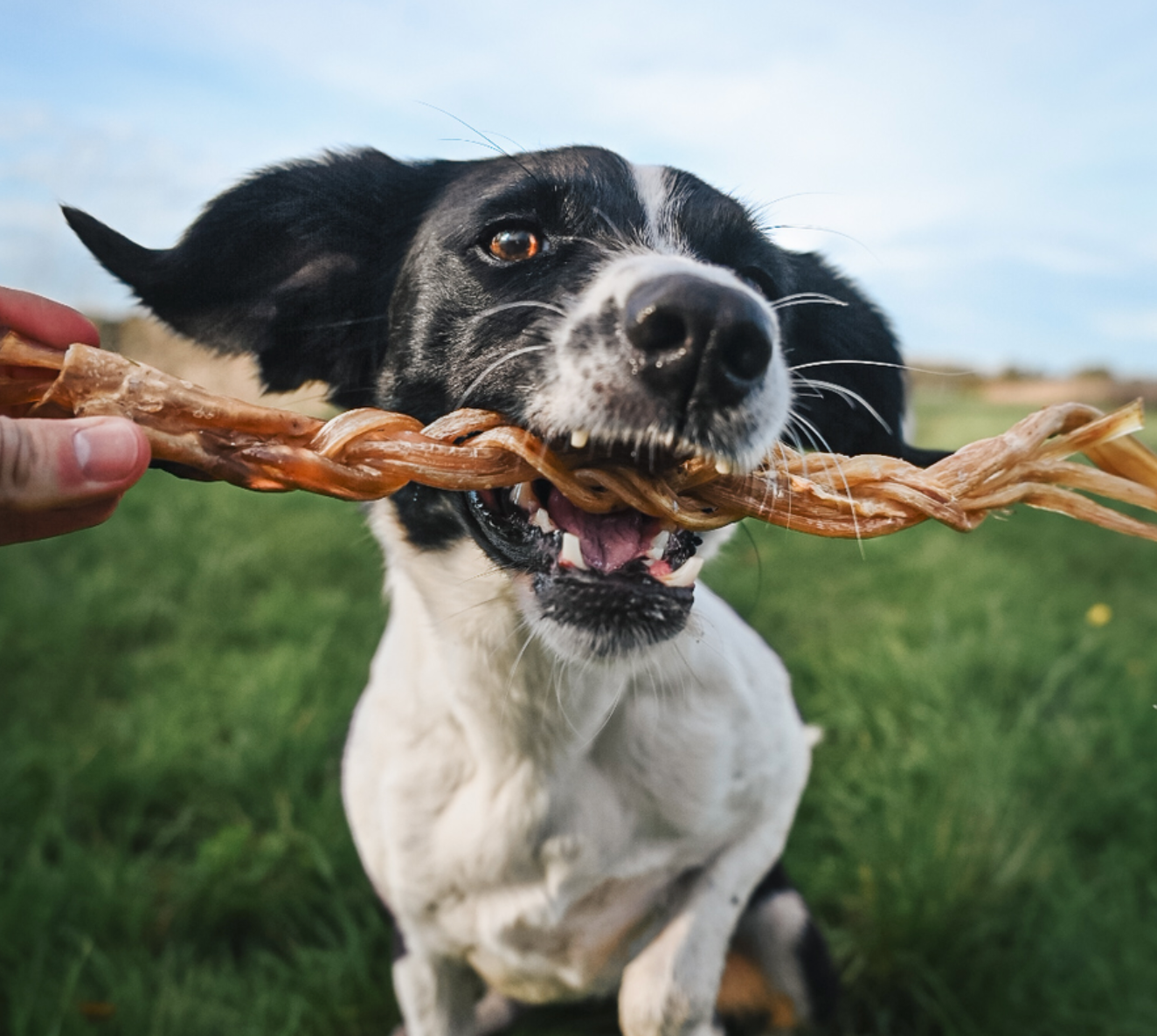 Ostrich Tendon Twisters