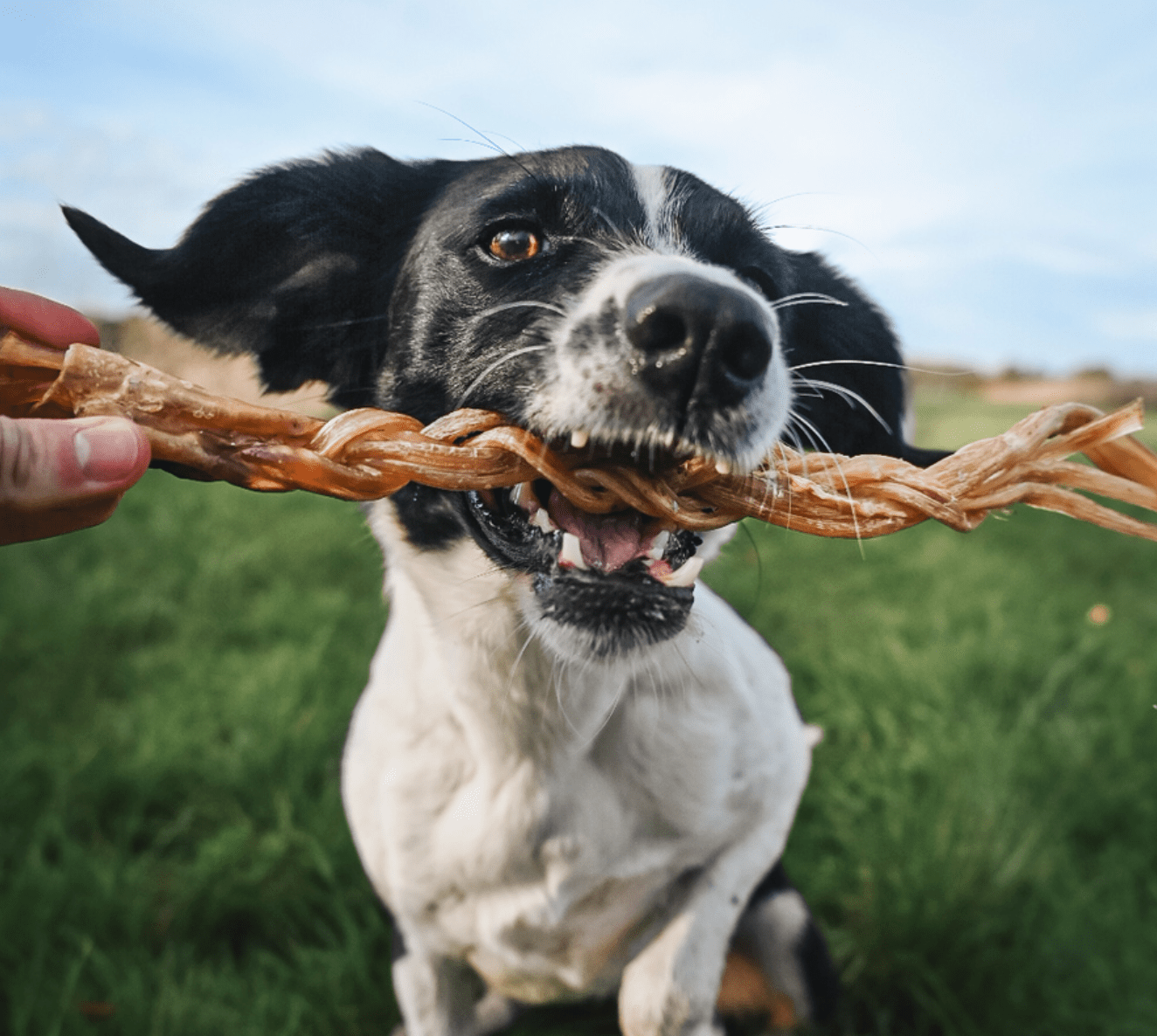 Ostrich Tendon Twisters - Hairy Dogs (Cambs) Ltd