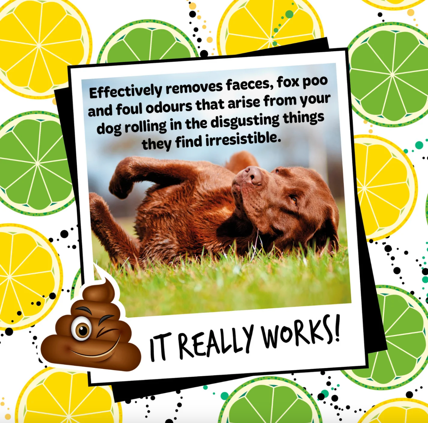 Dog rolling in grass before bath – Bugalugs Stinky Dog Shampoo removes fox poo and bad smells effectively.