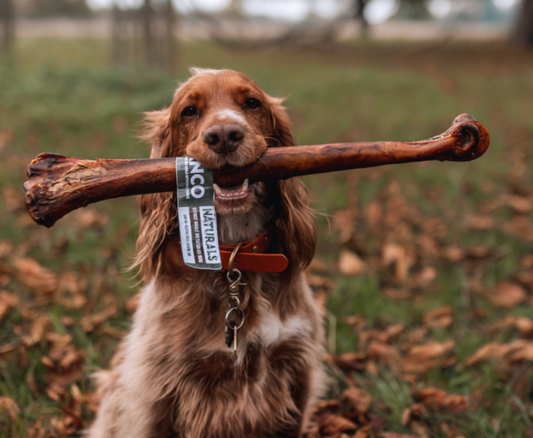 Dog holding a large bone chew with a visible brand label in an outdoor setting