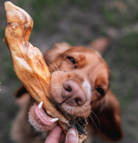 Dog holding a lamb bone in its mouth with a blurred natural background