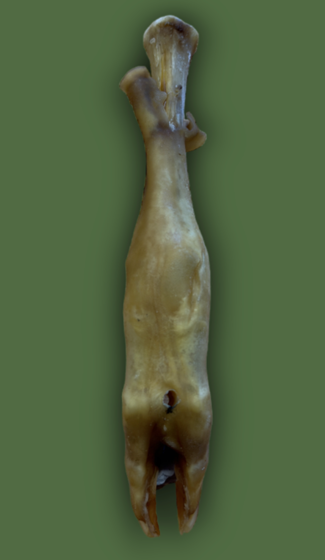 lamb bone on a green background