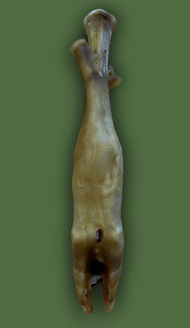 lamb bone on a green background