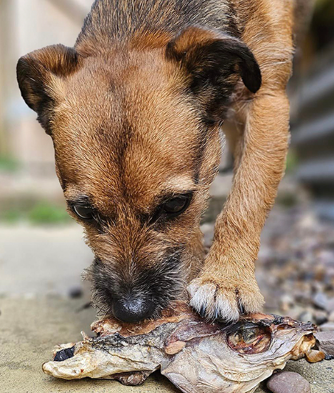 Dog chewing Hairy Dogs natural dried Haddock treat dental health