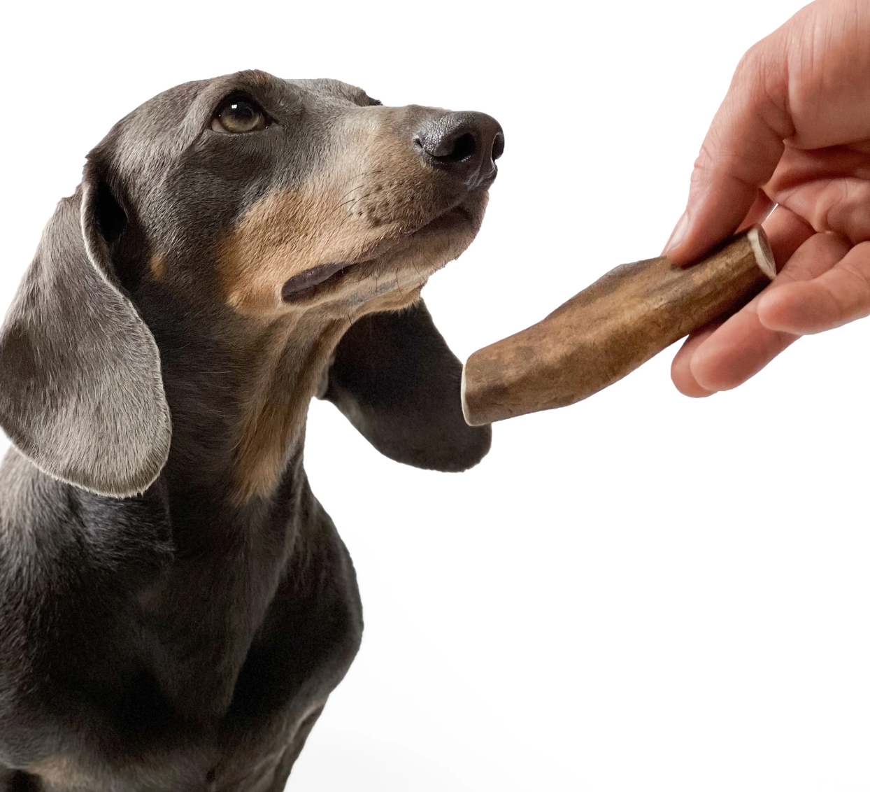 Dog about to take a fallow deer antler from a hand on a white background