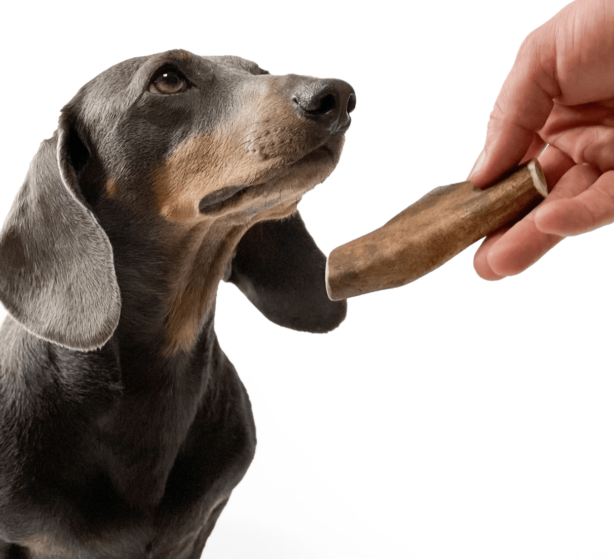 Dog about to take a fallow deer antler from a hand on a white background