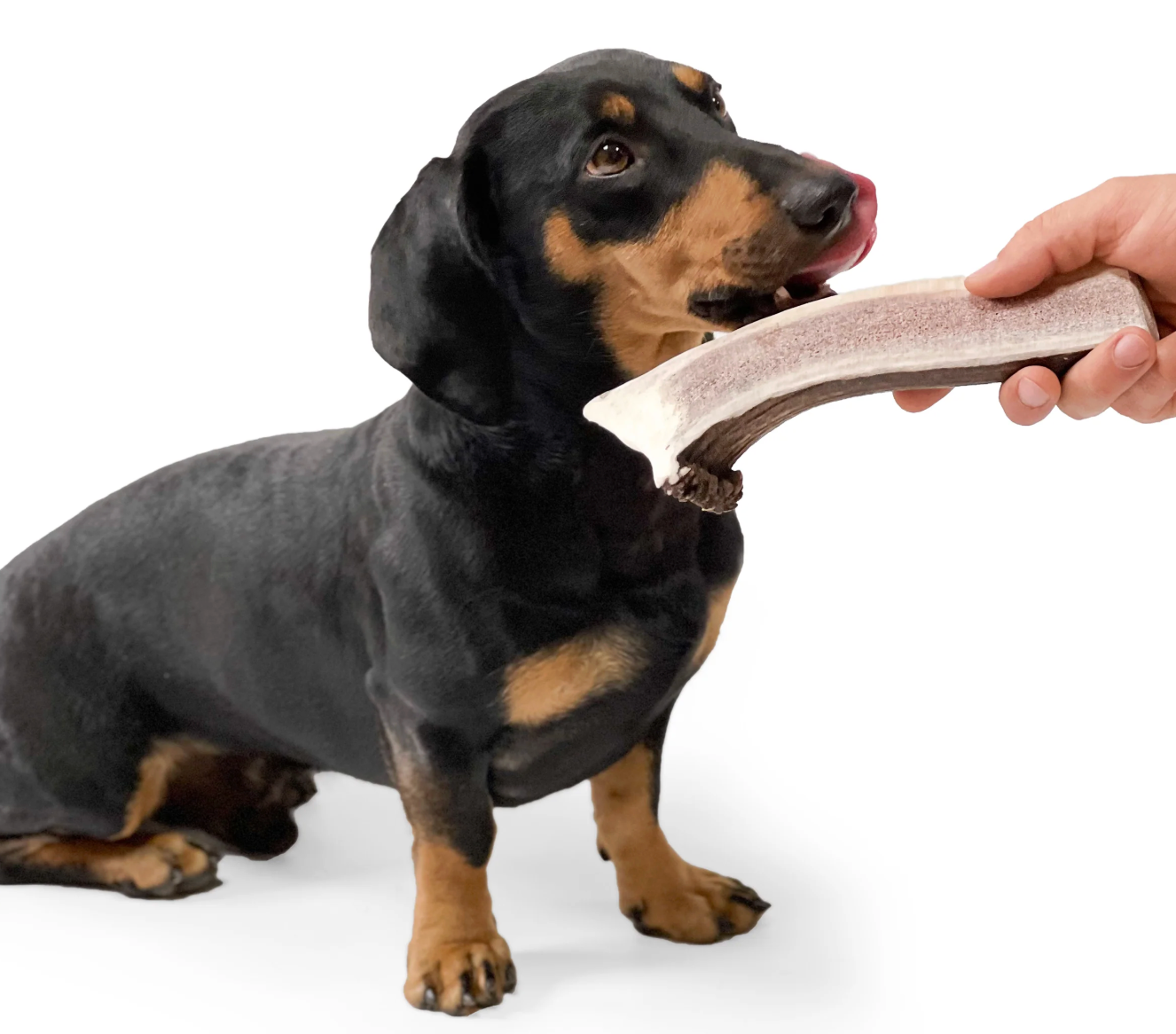 natural split antler chew uk sustainable dog treat