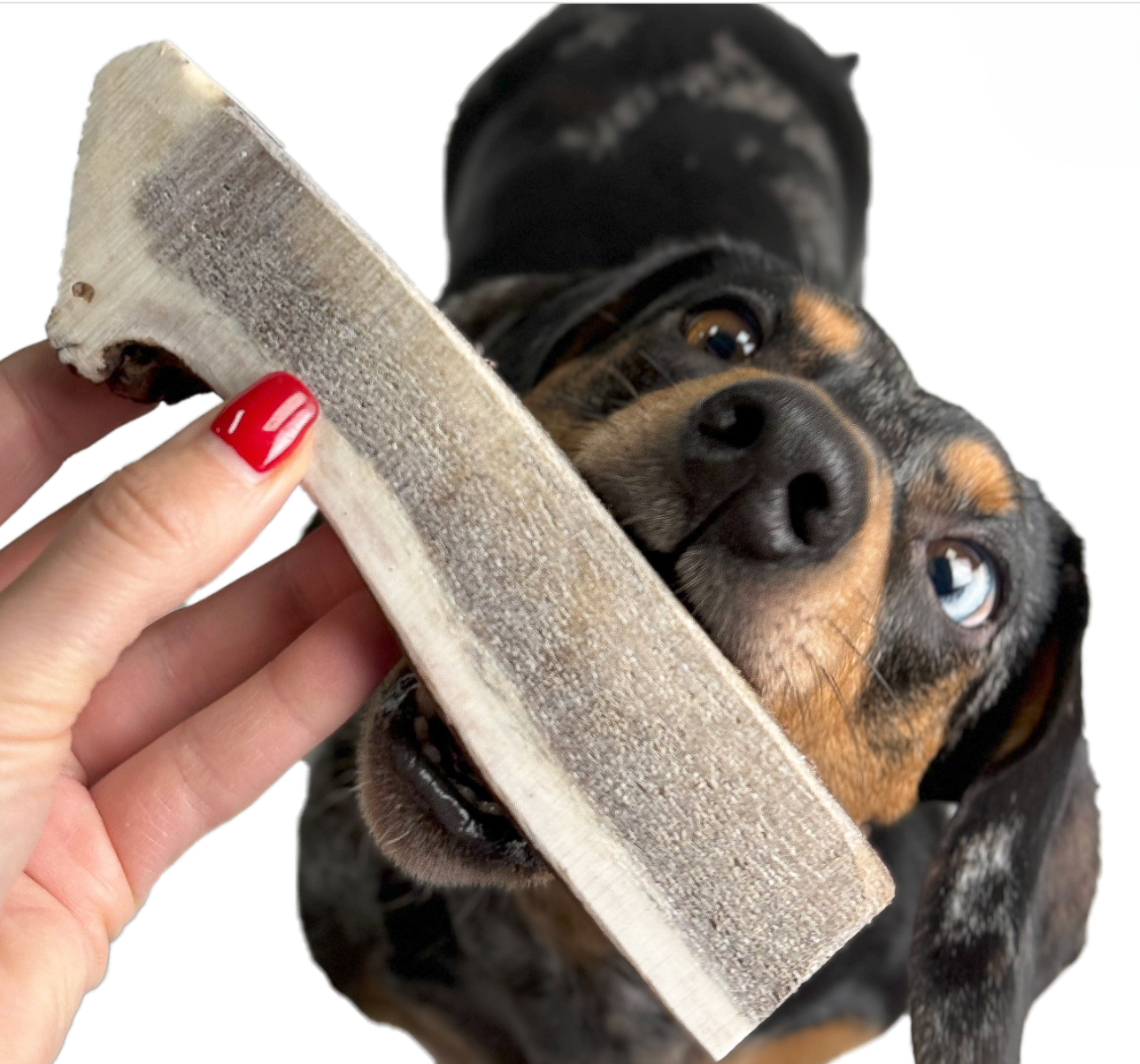 Dog looking at a red deer split antler chew treat held by a person with red nail polish.
