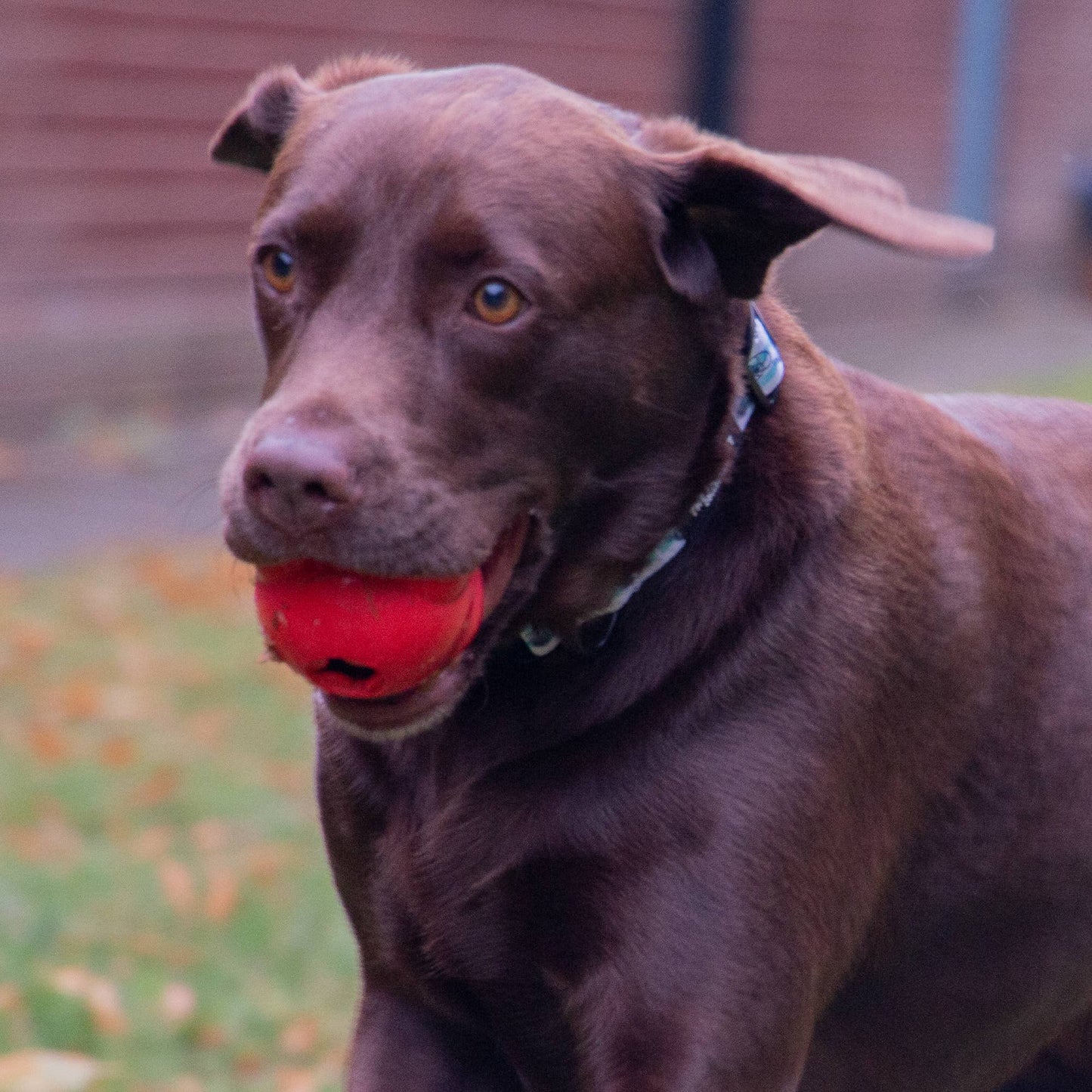 Brown dog with a red ball in its mouth outdoors