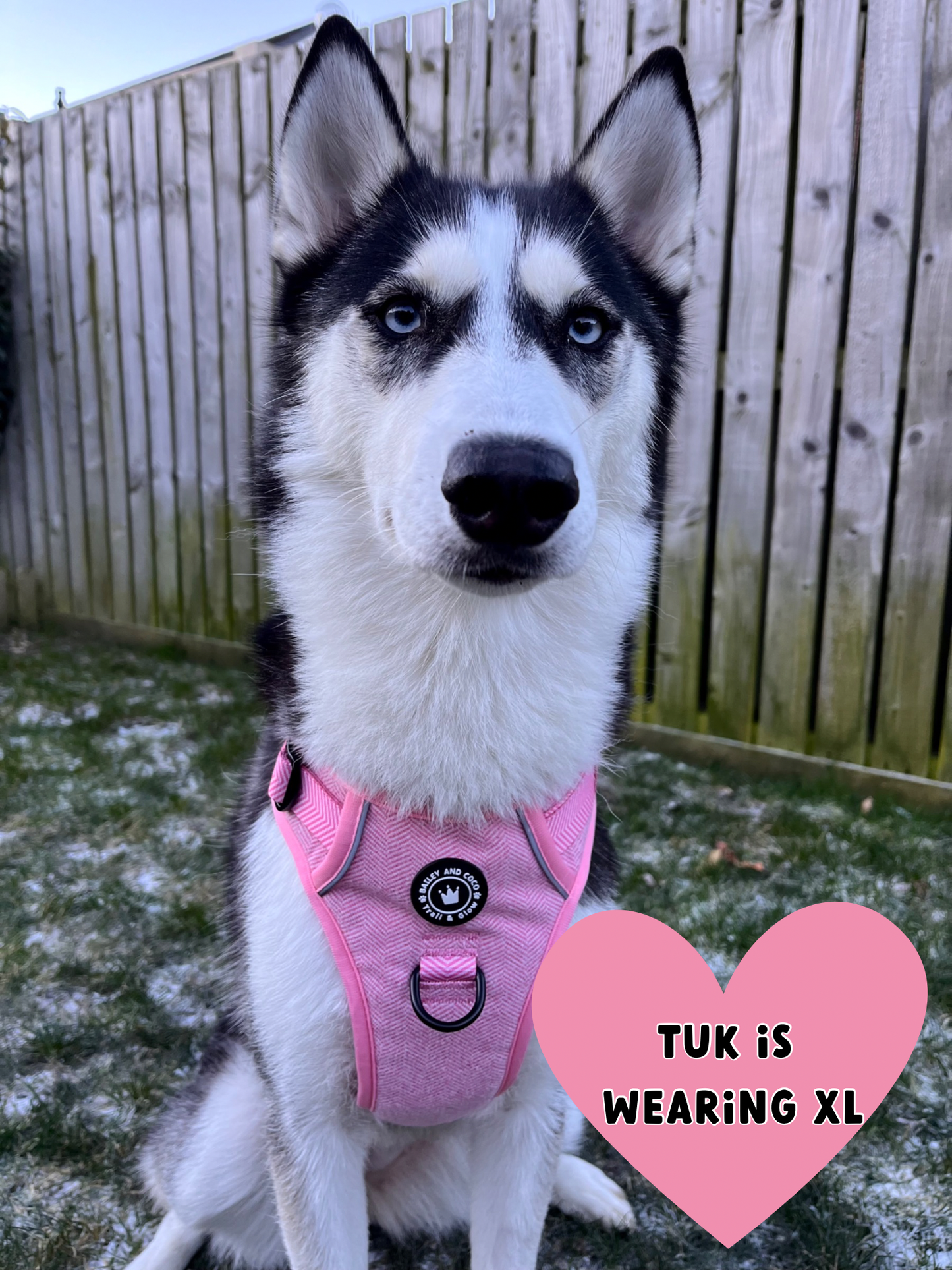 Trail & Glow® No Pull Dog Harness – Bubblegum Pink Tweed (Reflective, Adjustable, Easy-Fit)