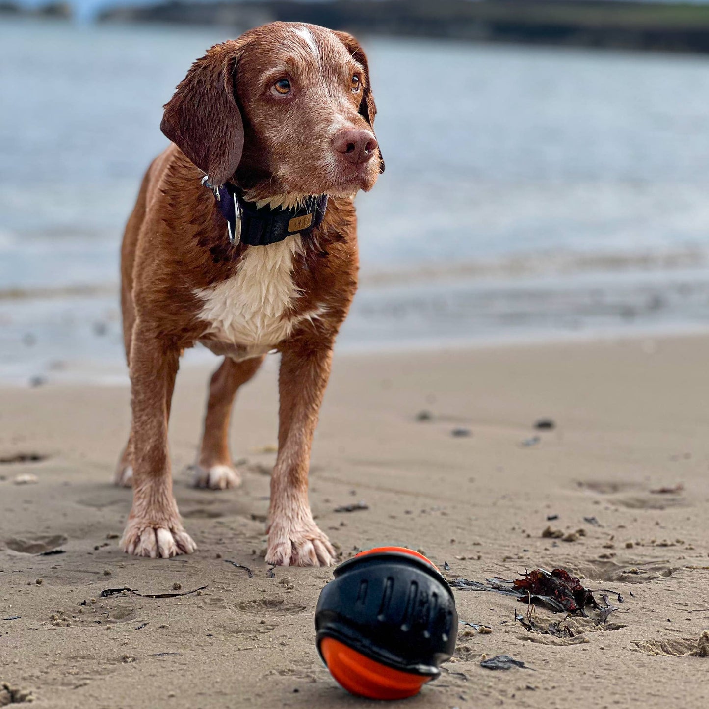 Dog standing on the beach next to an Ancol Extreme Tough Ball – perfect for water play and outdoor adventures.