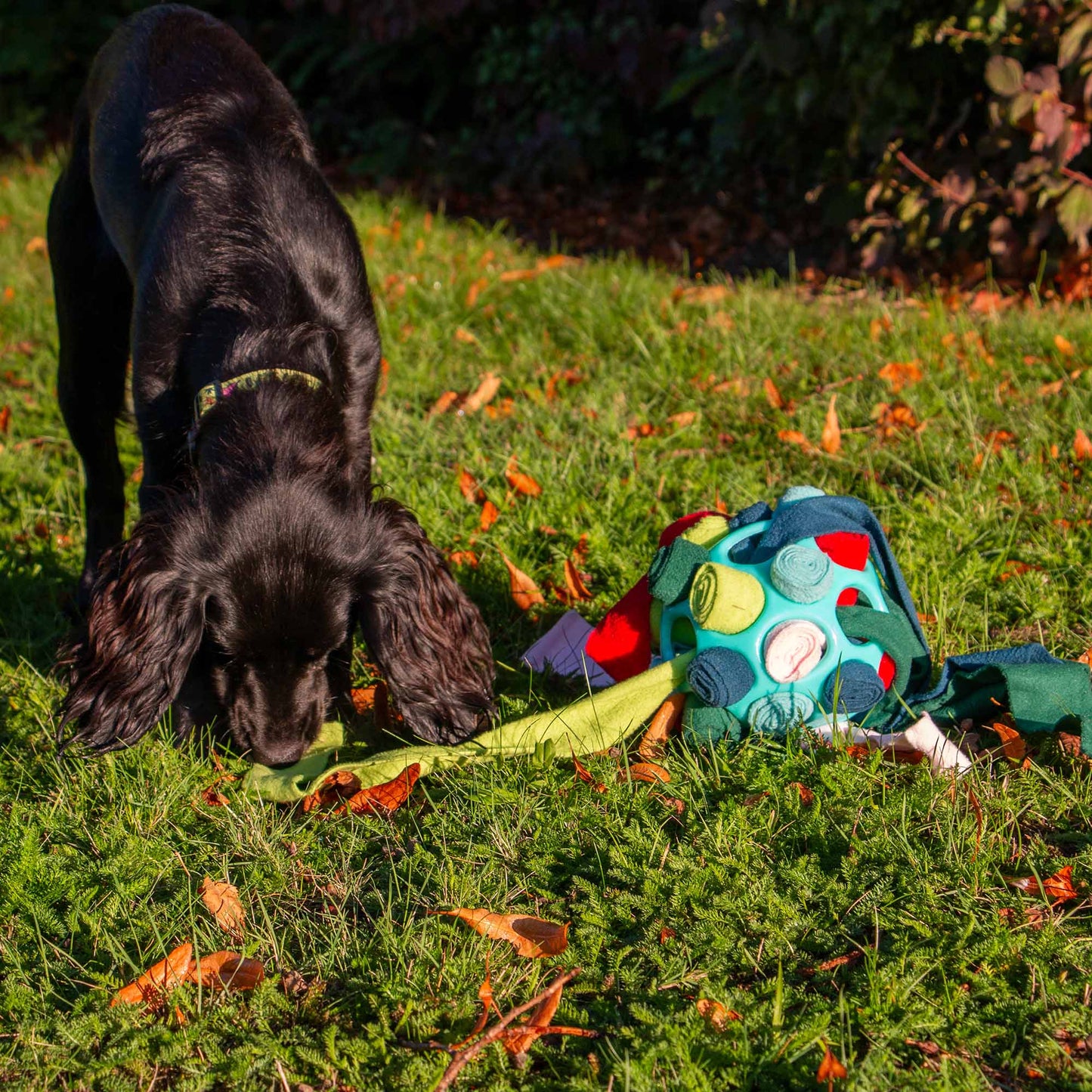 Dog sniffing Ancol Örva snuffle ball during enrichment play