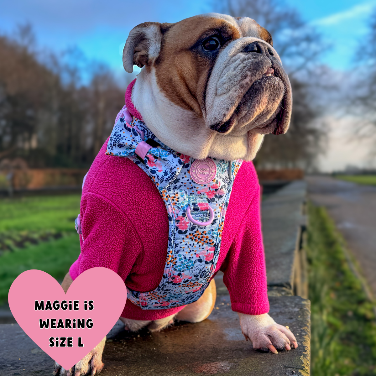Spring Dreams dog harness showing control handle and reflective strips