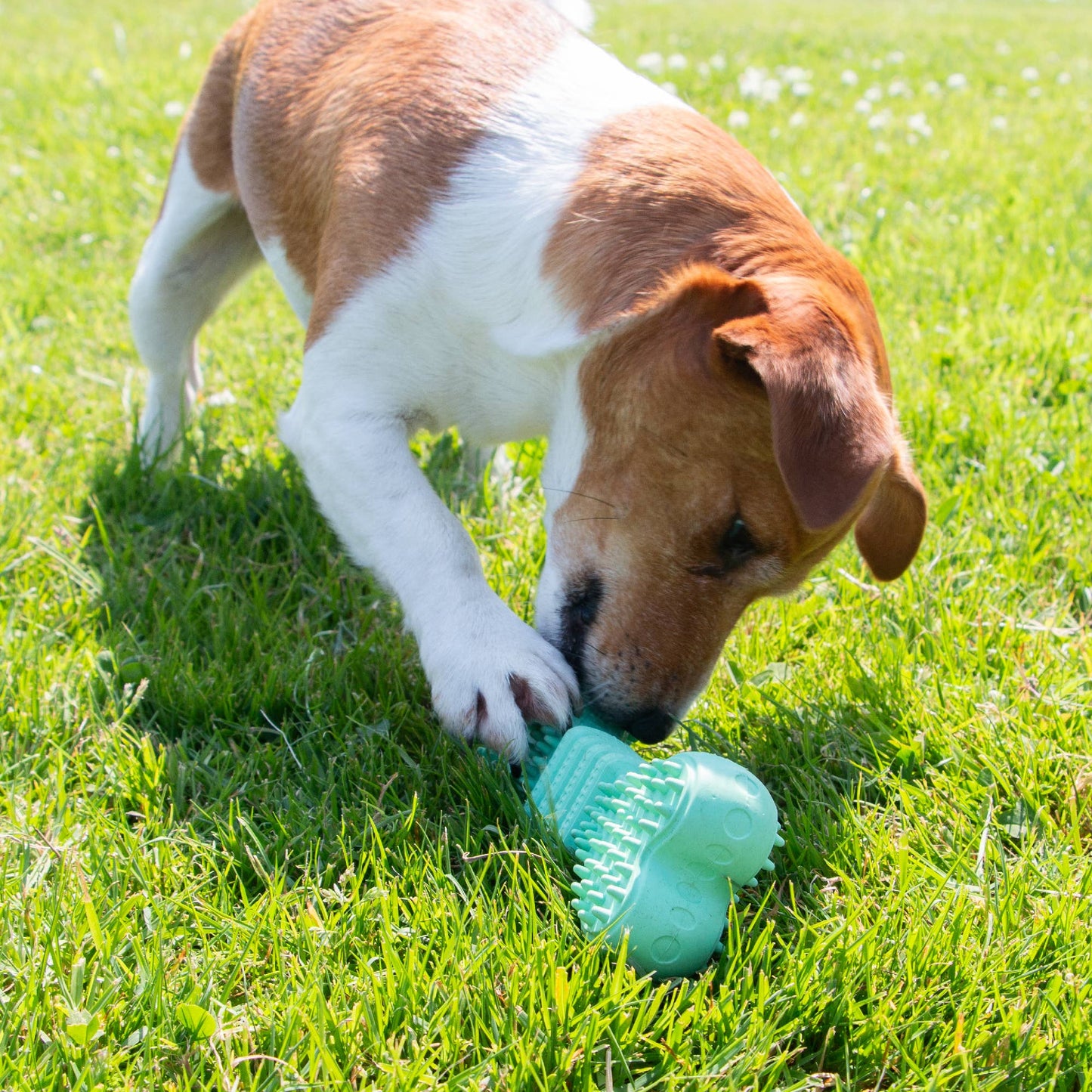 Dog playing with a green toy on grass