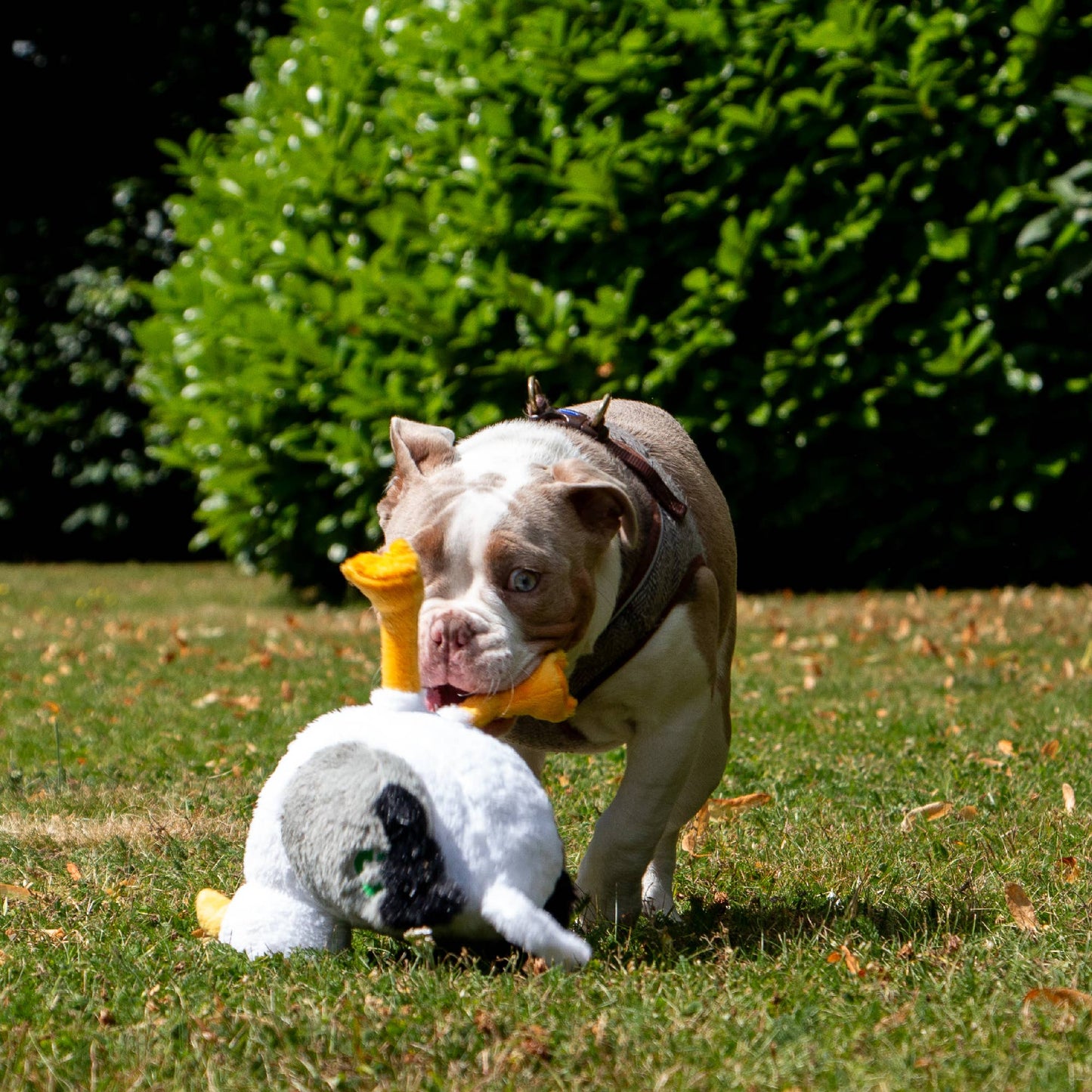 Dog playing with a toy duck on grass