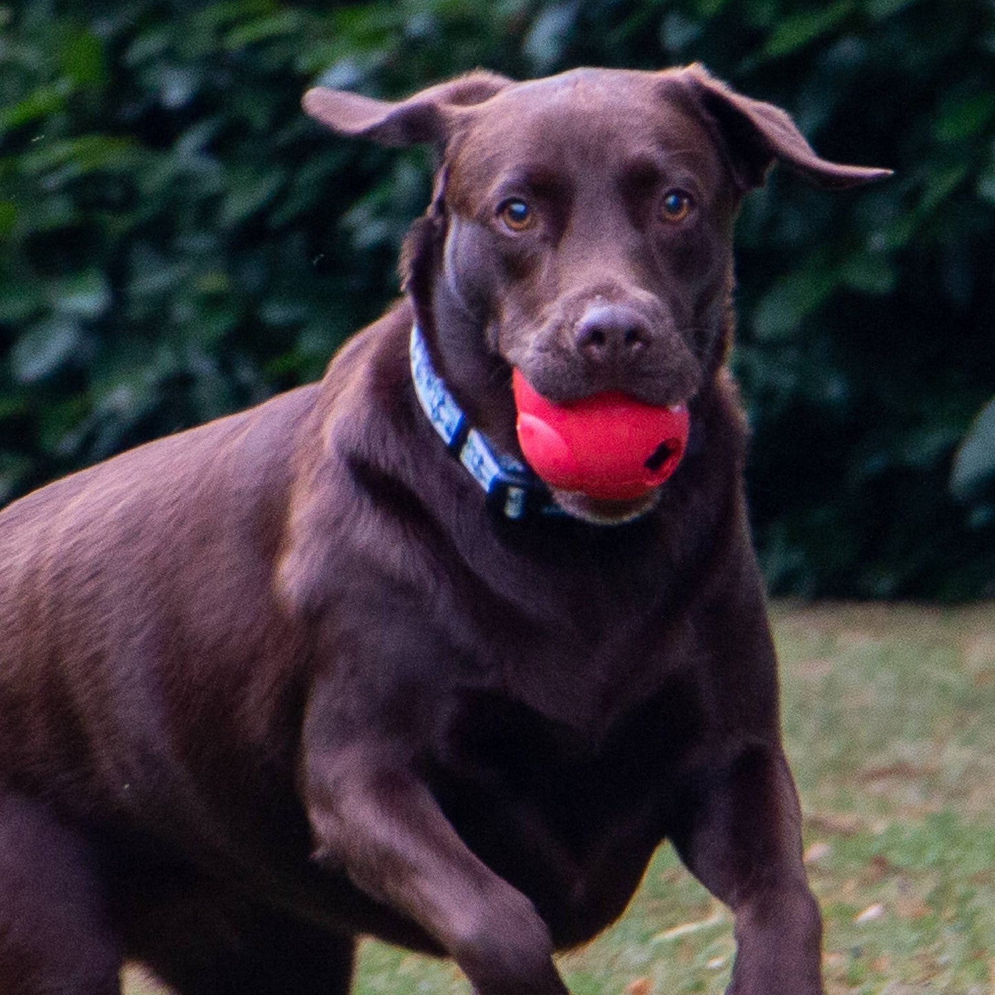 Brown dog running with a red ball in its mouth outdoors