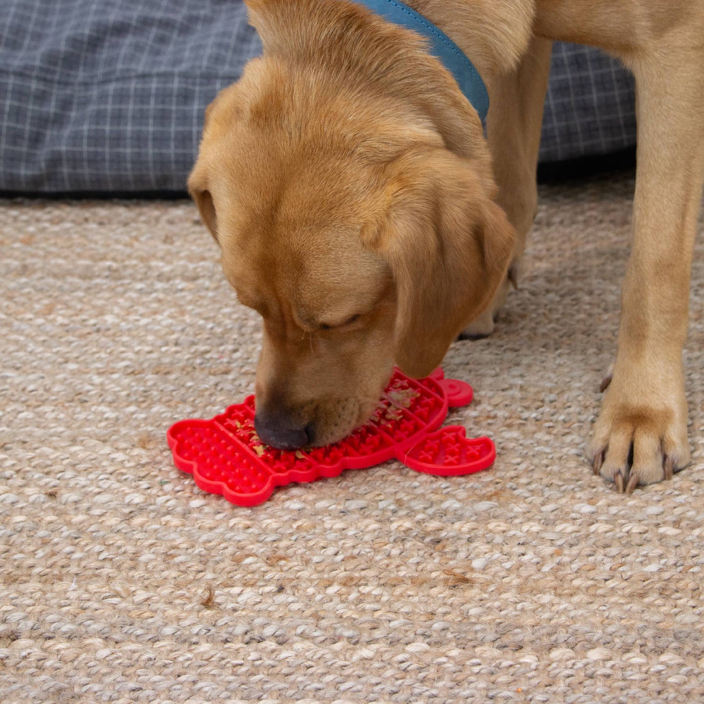 Golden Labrador licking a red ÖRVA Lobster Lick Mat filled with dog-safe peanut butter on a jute mat.