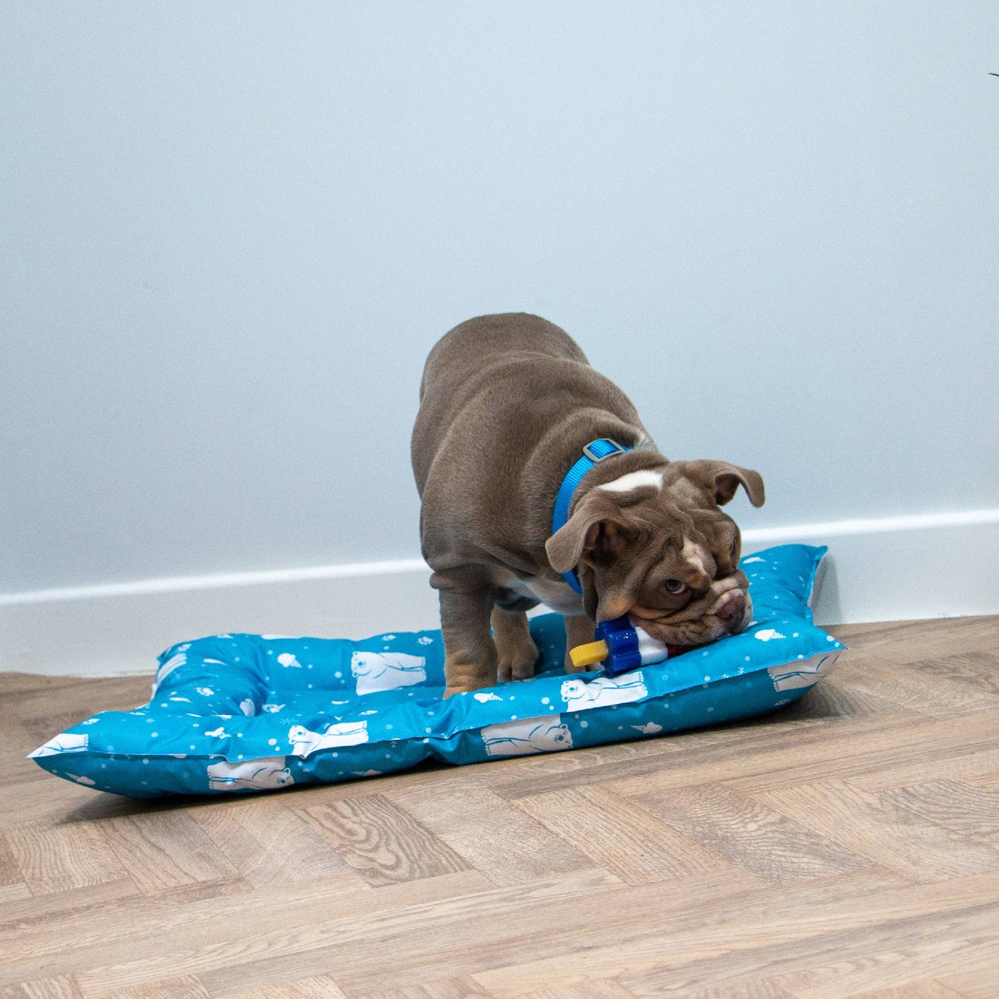 Cooling Bed ( Small or Large)