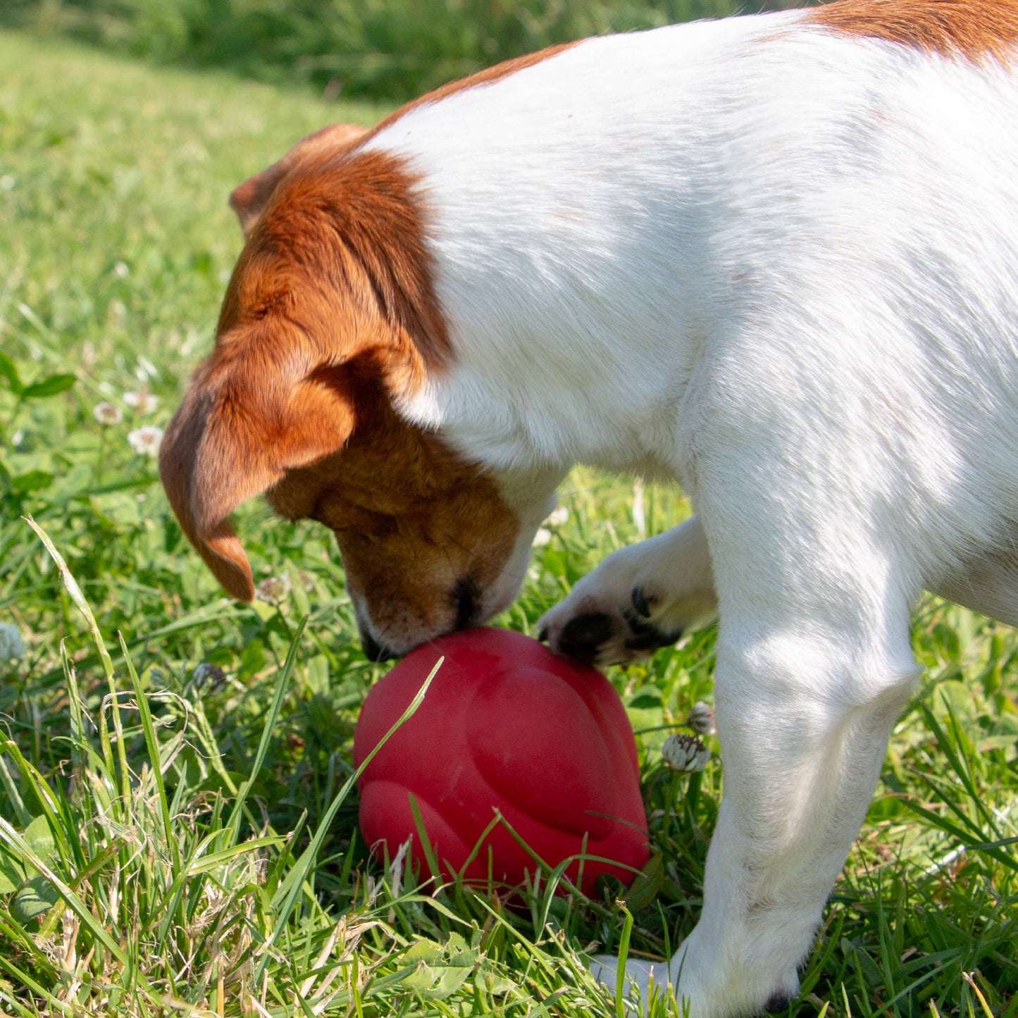 Dog playing with a red ball in a grassy field