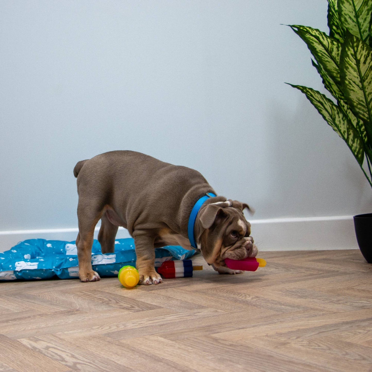 Ancol Ice Paws Ice Lolly freezable dog toy in use — cooling summer enrichment activity for dogs of all sizes