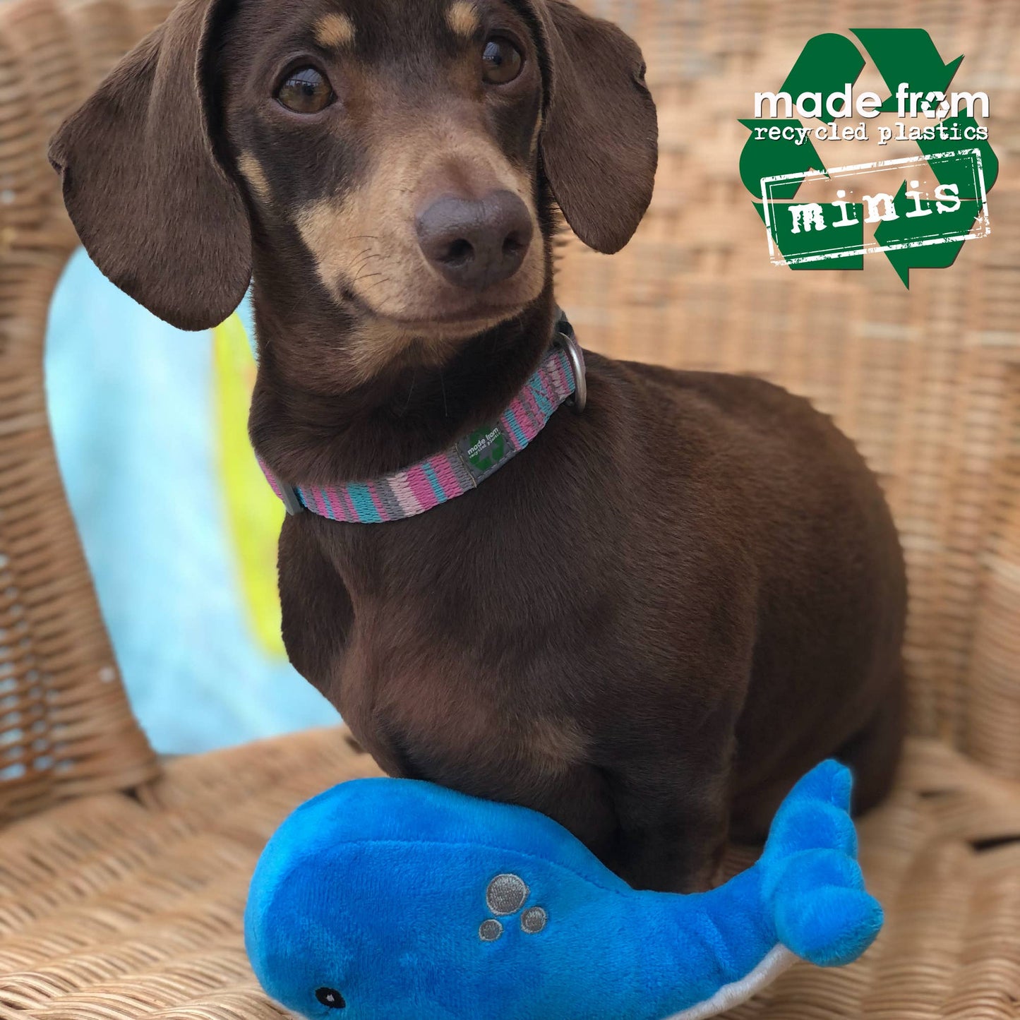 Small dog with a blue toy and 'made from recycled plastics' label in the corner