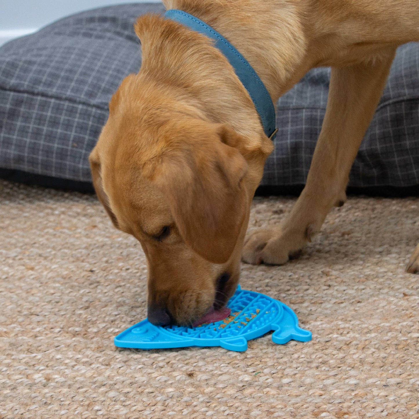 Dog licking peanut butter from blue ÖRVA Shark Lick Mat on jute mat – Hairy Dogs eco pet range.