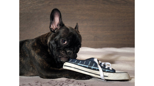 Puppy chewing a soft natural dog treat — Hairy Dogs guide to the best natural chews for puppies